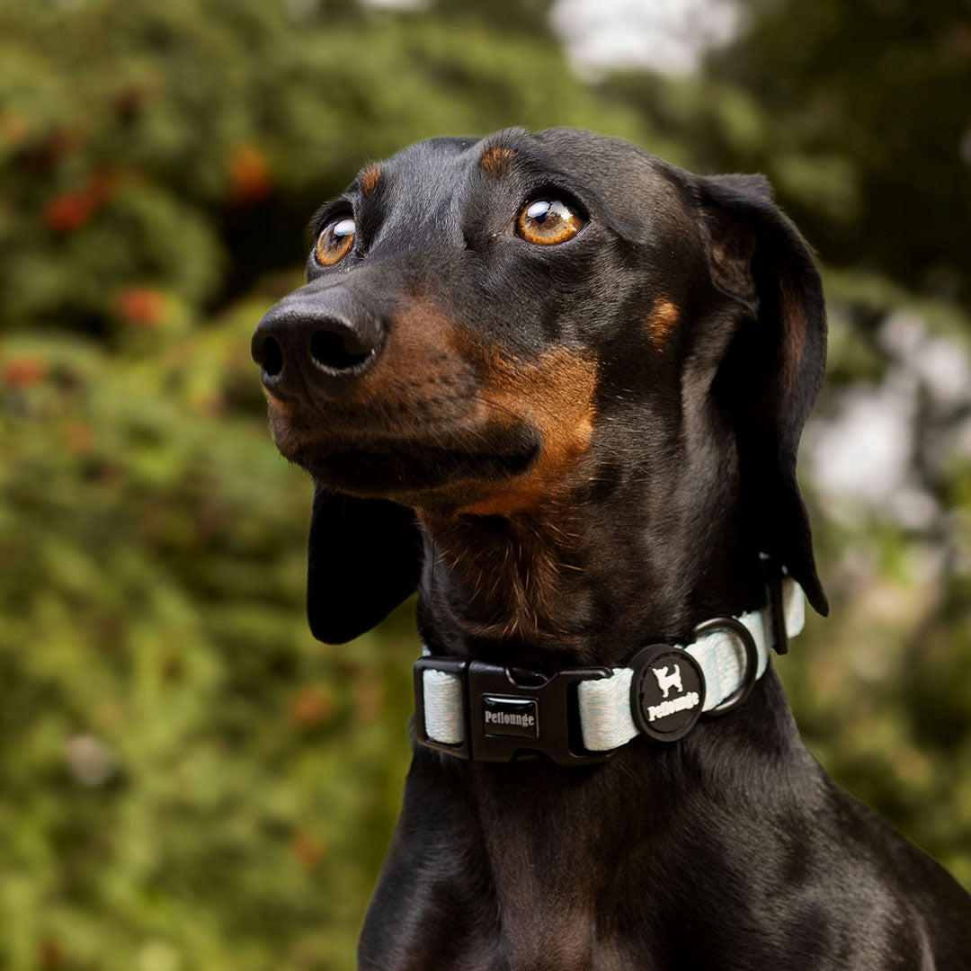 Collar perro Petlounge
