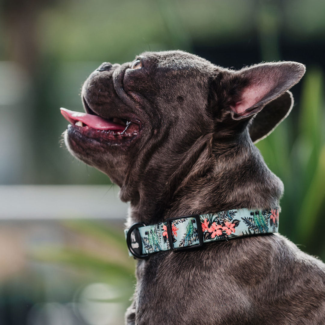 Collar perro Petlounge