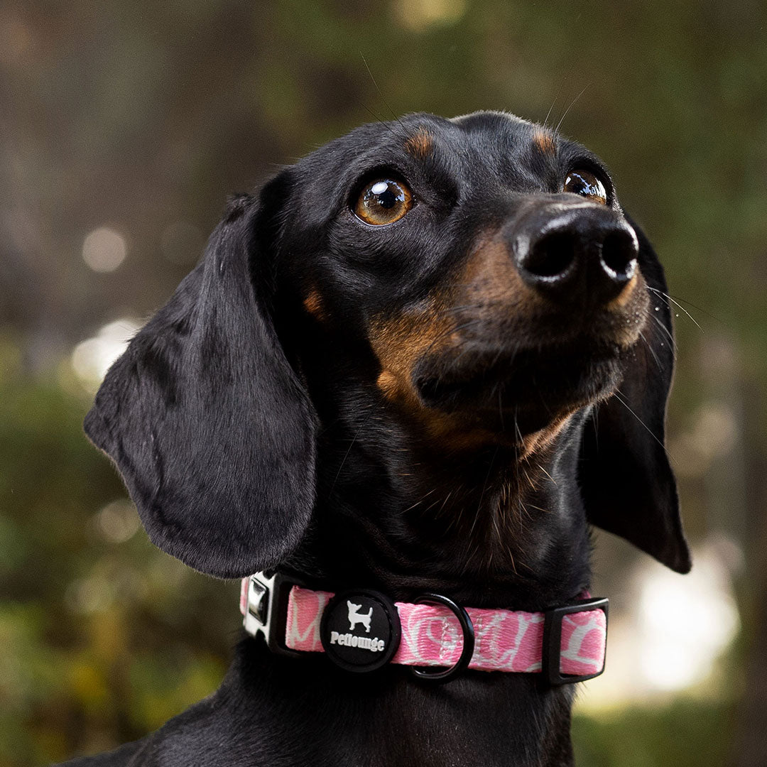 Collar perro Petlounge
