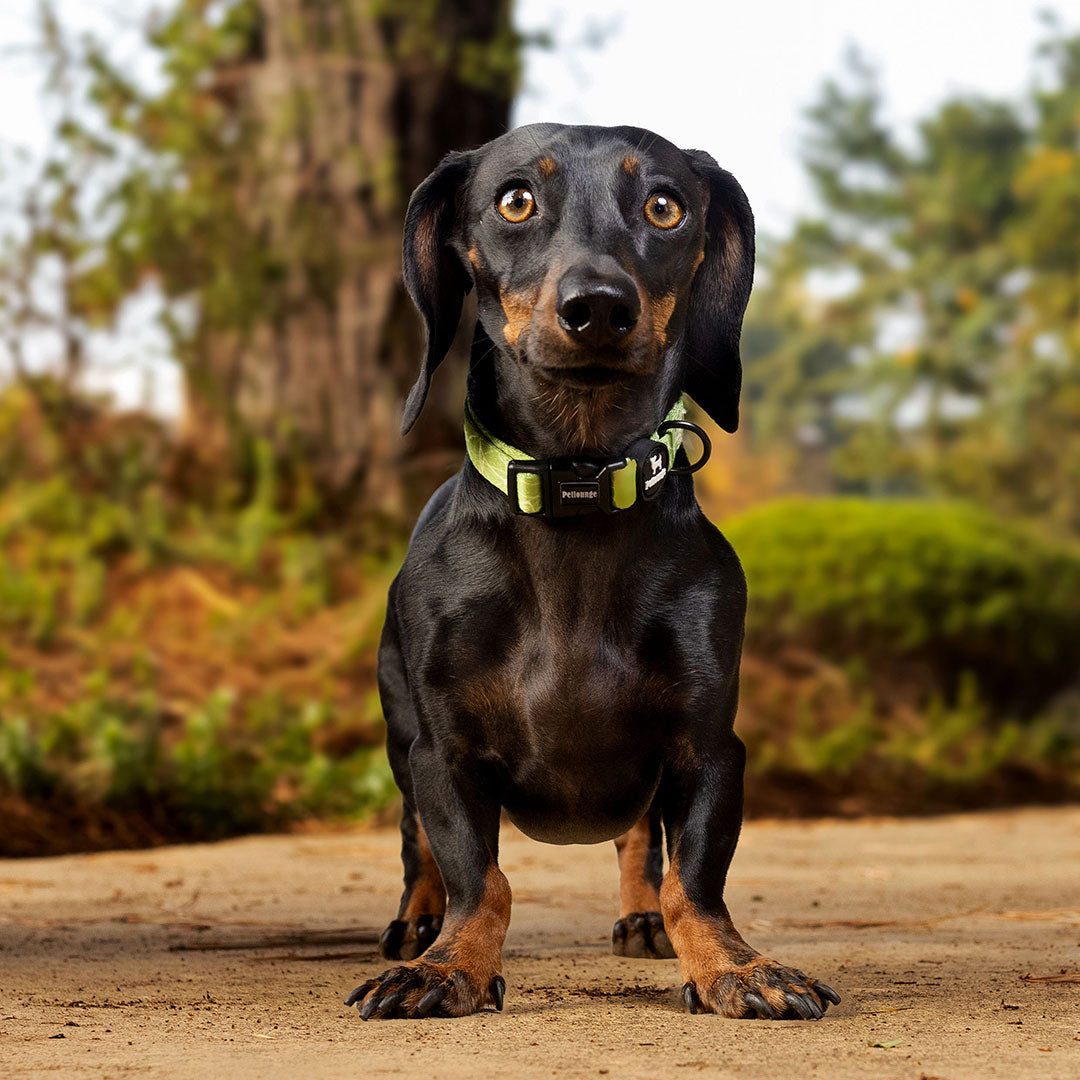 Collar perro Petlounge