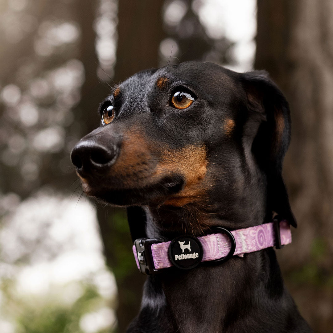 Collar perro Petlounge