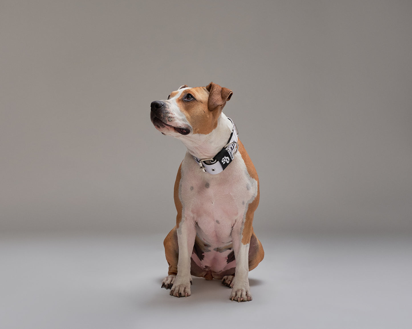 Collar Nylon Street Dogs