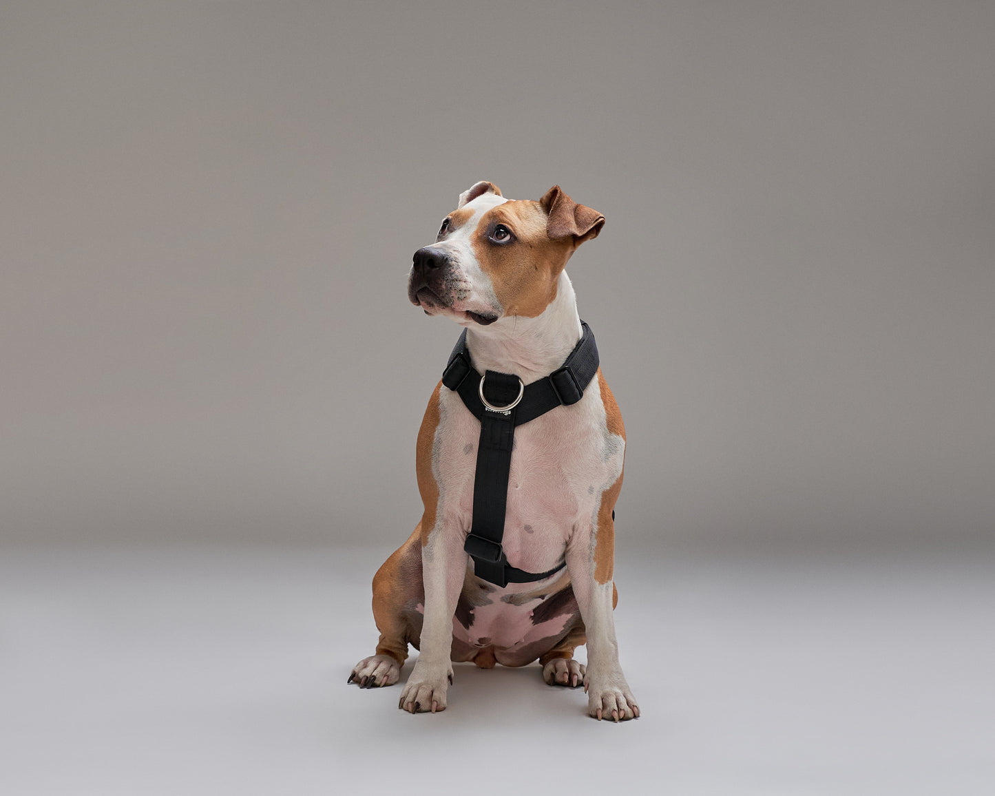 Arnés Strap Street Dogs