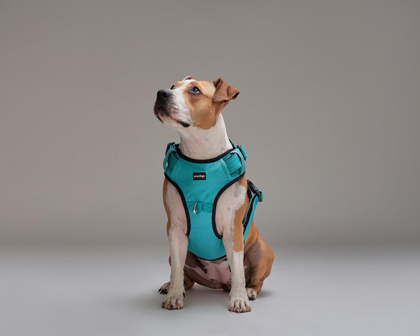 Arnés Comfort Street Dogs