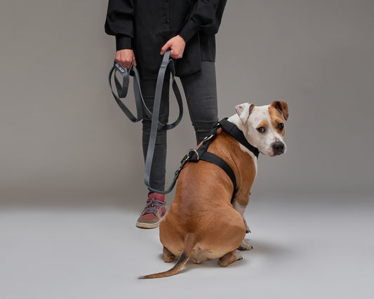 Arnés Strap Street Dogs