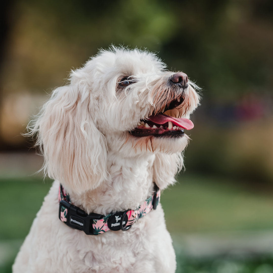 Collar perro Petlounge