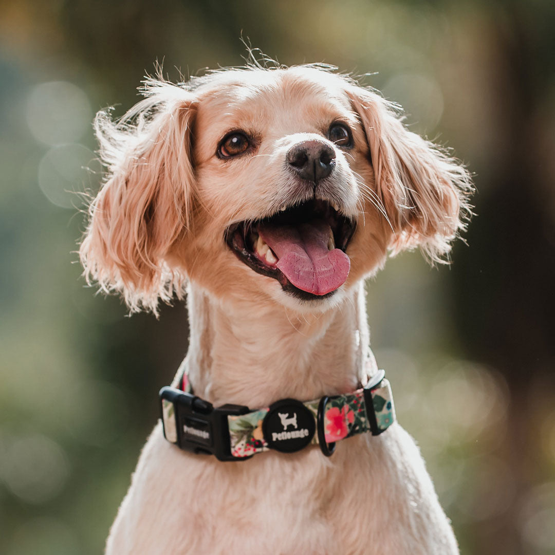 Collar perro Petlounge