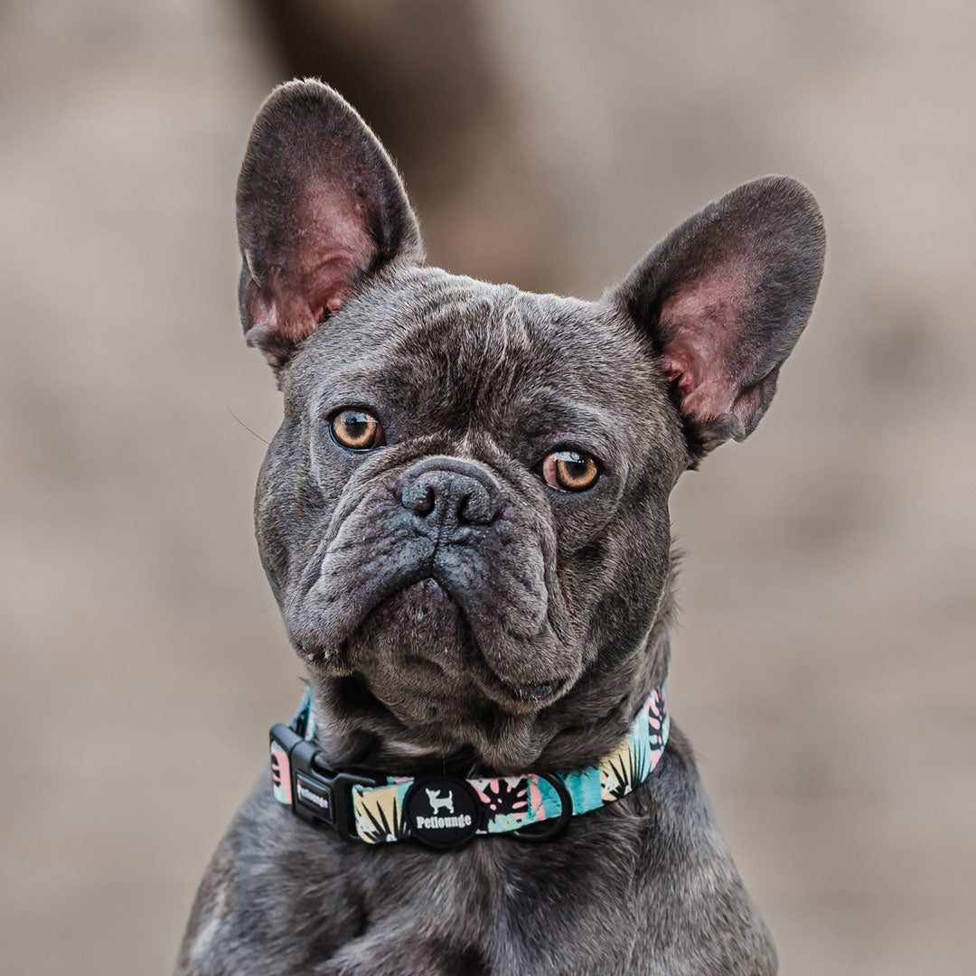 Collar perro Petlounge
