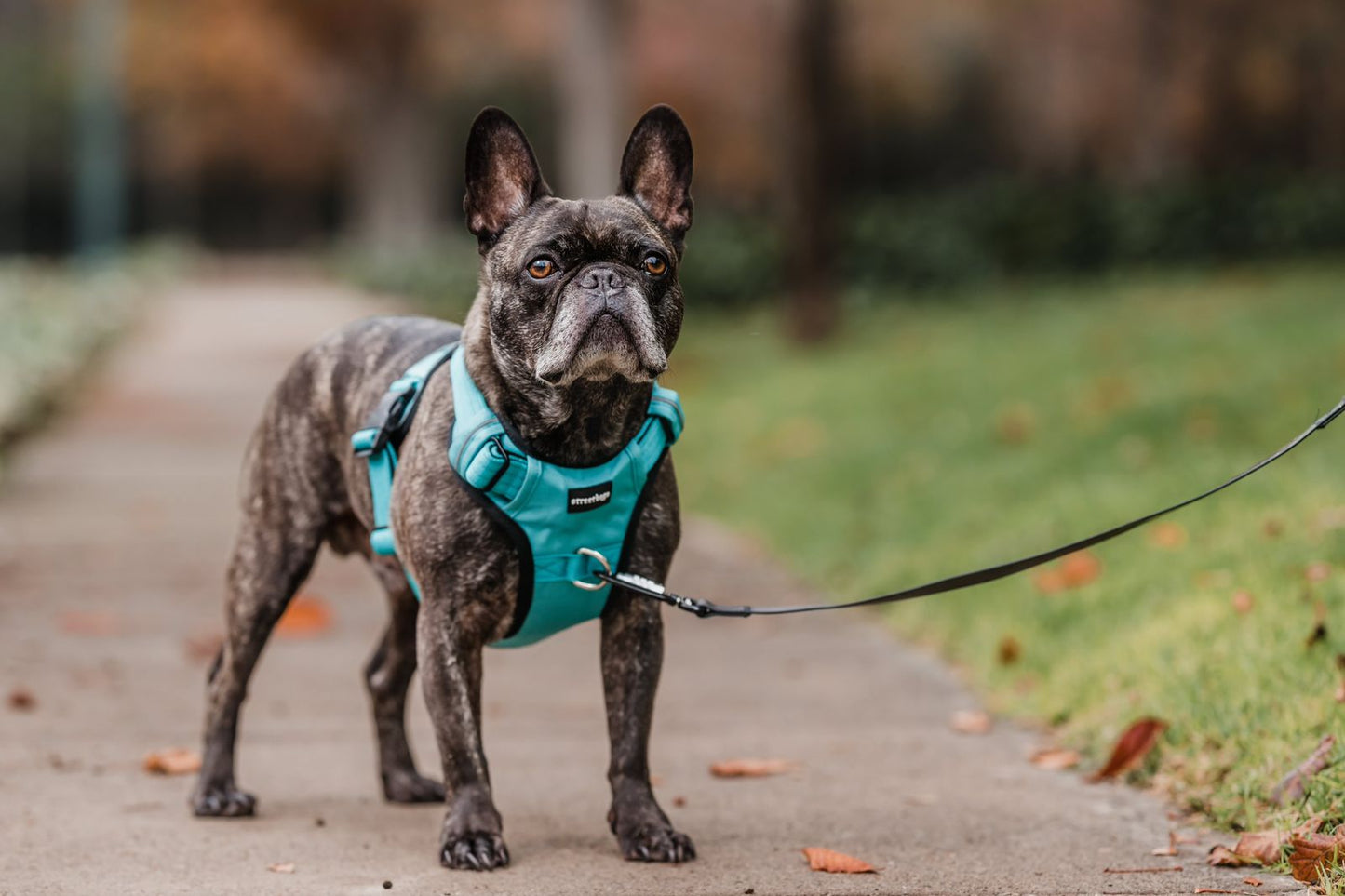 Arnés Comfort Street Dogs