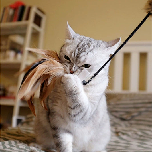 Varilla Plush Feather Teaser