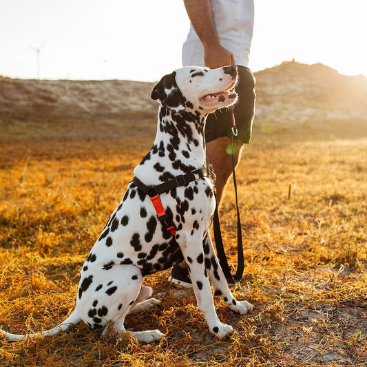 Arnés Cachorreiros