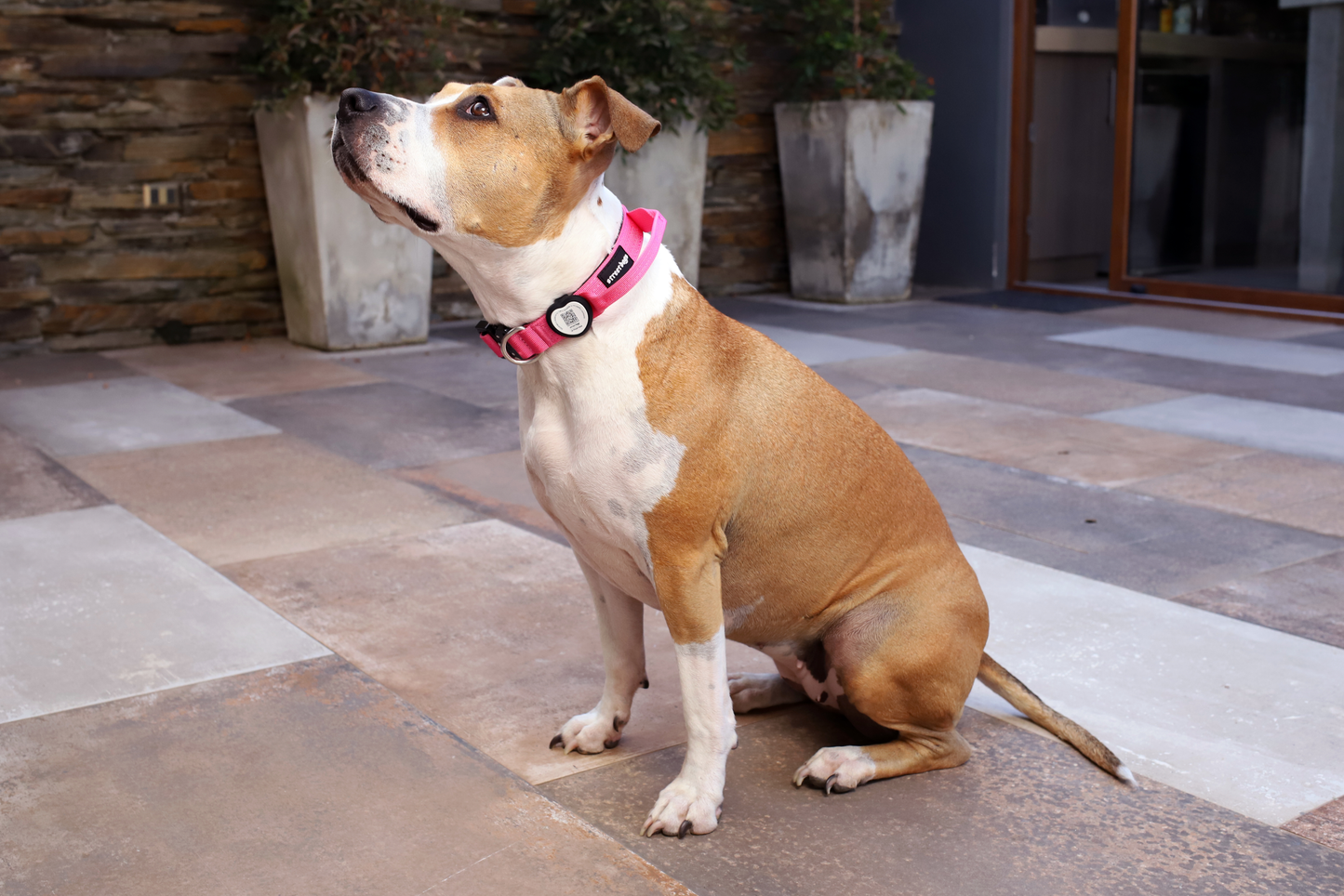 Pet ID- Porta Air Tag