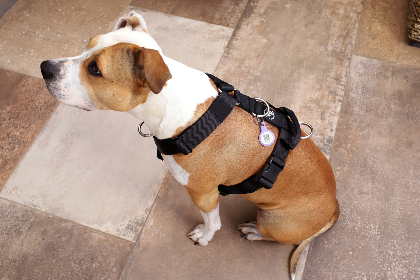 Pet ID- Porta Air Tag