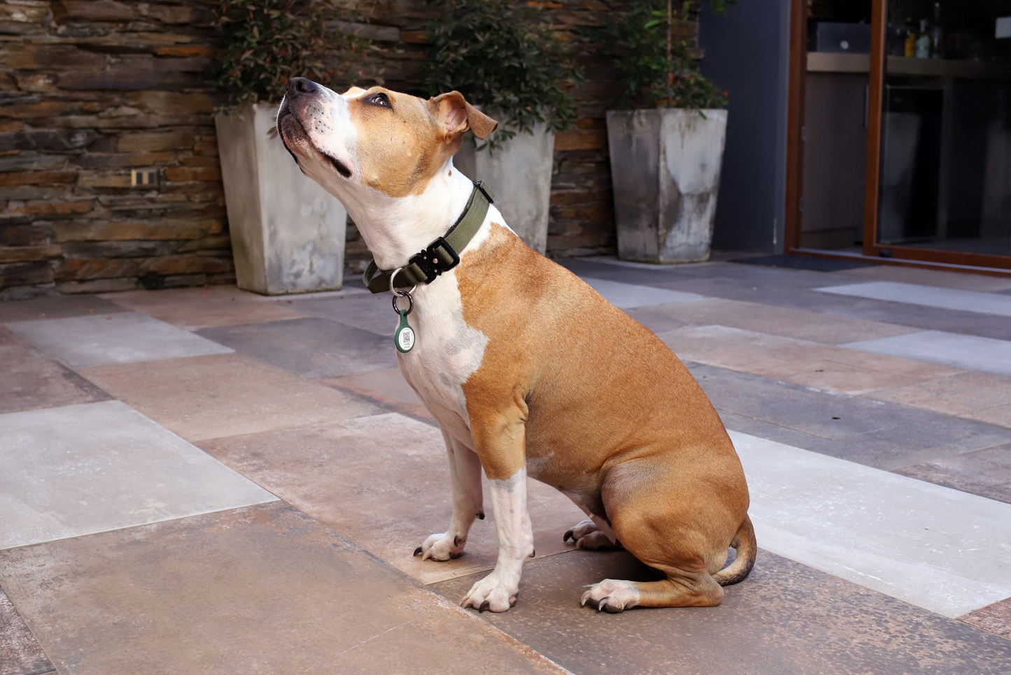 Pet ID- Porta Air Tag