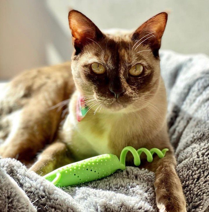 Roll-tailed Mouse verde