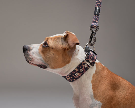 Collar Nylon Street Dogs