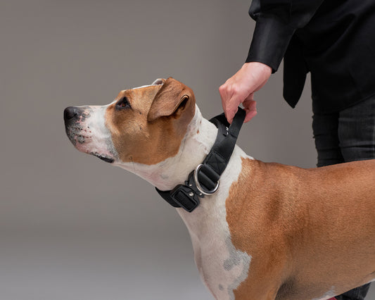 Collar Combat Street Dogs