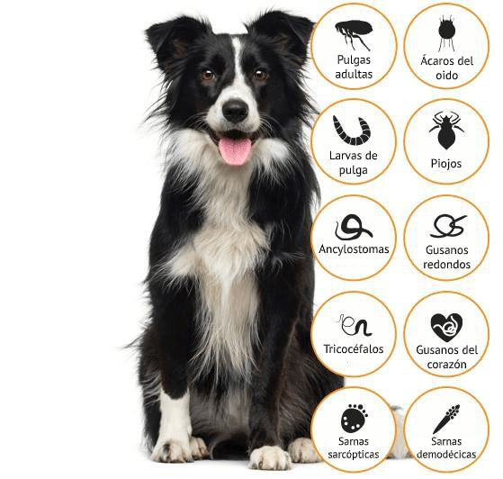 Advocate Perros