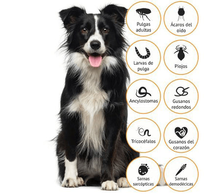 Advocate Perros